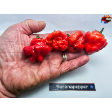 MUSHROOM RED ISOLATO X