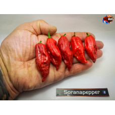 NAGA MORICH RED ISOLATO