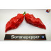 NAGA MORICH RED ISOLATO