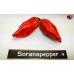 NAGA MORICH RED ISOLATO