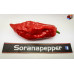 NAGA MORICH RED ISOLATO