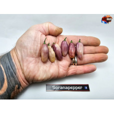 NEYDE ROSE BULLET ISOLATO X