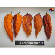 PEACH BHUT X GOLDEN BHUT ISOLATO