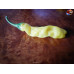 PENIS PEPPER YELLOW ISOLATO