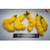 PENIS PEPPER YELLOW ISOLATO