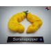 PENIS PEPPER YELLOW ISOLATO