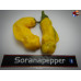 PENIS PEPPER YELLOW ISOLATO