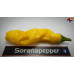 PENIS PEPPER YELLOW ISOLATO