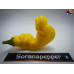 PENIS PEPPER YELLOW ISOLATO