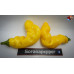 PENIS PEPPER YELLOW ISOLATO