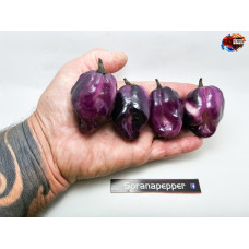 PIMENTA PURPLE WHITE ISOLATO