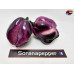 PIMENTA PURPLE WHITE ISOLATO