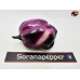 PIMENTA PURPLE WHITE ISOLATO