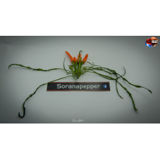PIMENTO DEL SAHARA ® 