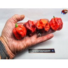 PURPLE DEATH X GATOR JIGSAW PURPLE S.P. ISOLATO X