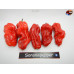 PURPLE PUMPKIN BHUT ISOLATO