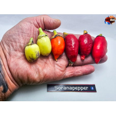 REEDING RAVIT WHITE X MUBAVK ISOLATO X