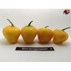 ROCOTO CANARIO YELLOW  ISOLATO