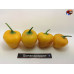 ROCOTO CANARIO YELLOW  ISOLATO