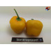 ROCOTO CANARIO YELLOW  ISOLATO