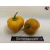 ROCOTO CANARIO YELLOW  ISOLATO