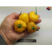 ROCOTO CANARIO YELLOW  ISOLATO