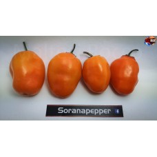 ROCOTO DESERT PEACH