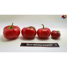 ROCOTO RED  