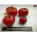 ROCOTO RED  