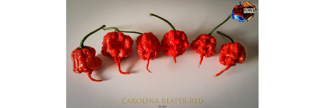 CAROLINA REAPER RED