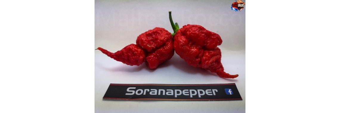 C.REAPER X BHUT X P.D.N.