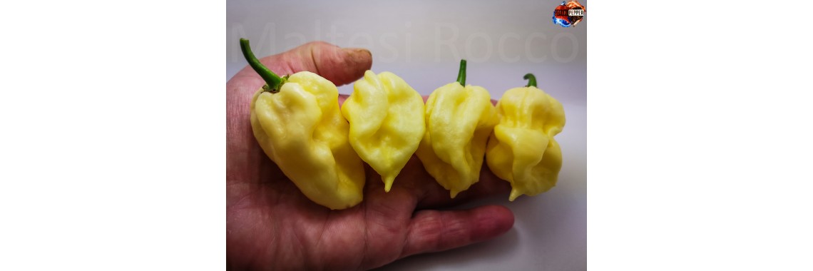 CAROLINA REAPER WHITE