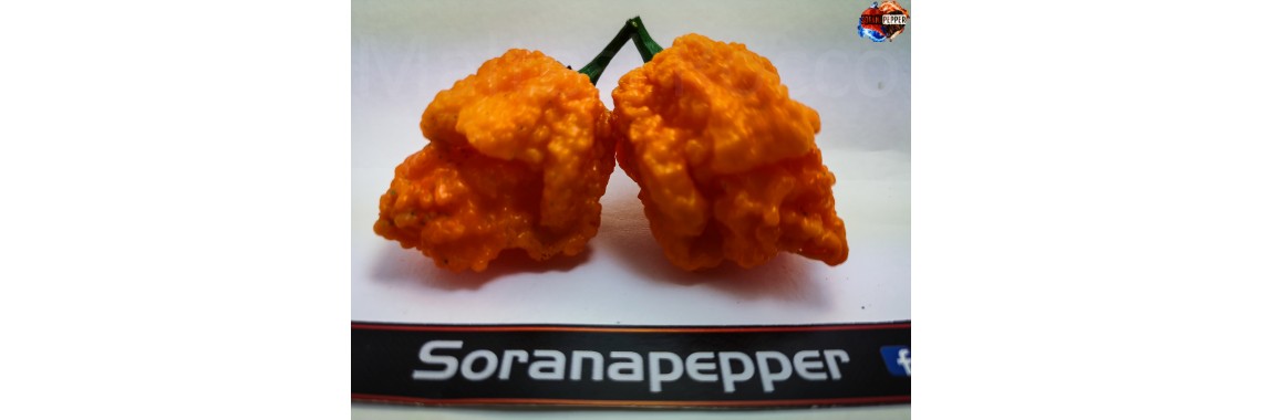 ORANGE NAGA BRAIN