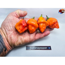 TANGERINE TIGER ORANGE ISOLATO X TANGERINE TIGER ORANGE ISOLATO X