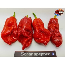 TRINIDAD HORNET X BORG 9 BLEEDING RED 