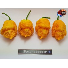TRINIDAD MORUGA PEACH 