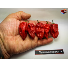 TRINIDAD SCORPION RED ISOLATO