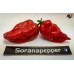 TRINIDAD SCORPION RED ISOLATO