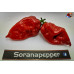 TRINIDAD SCORPION RED ISOLATO