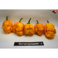 TRINIDAD SCORPION YELLOW ISOLATO