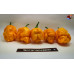 TRINIDAD SCORPION YELLOW ISOLATO