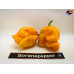 TRINIDAD SCORPION YELLOW ISOLATO