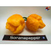 TRINIDAD SCORPION YELLOW ISOLATO