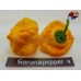 YELLOW MUSHROOM