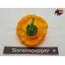 YELLOW MUSHROOM