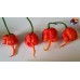 CAROLINA REAPER RED ISOLATO